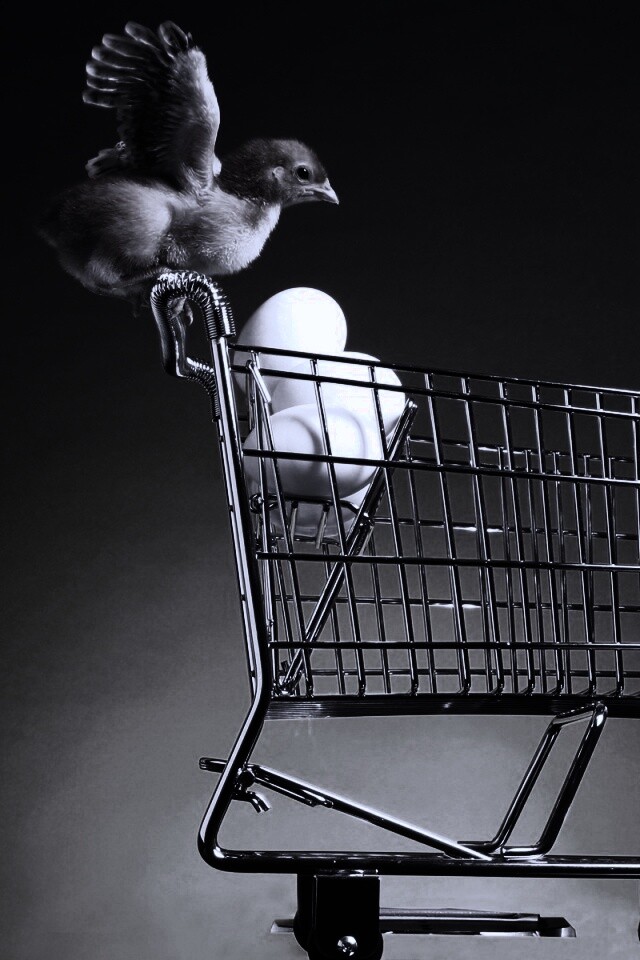 Цыплёнок покупает яйца обои