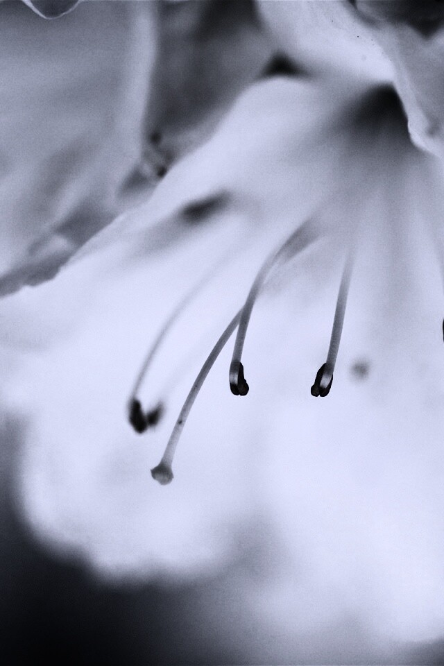 Цветок орхидеи обои