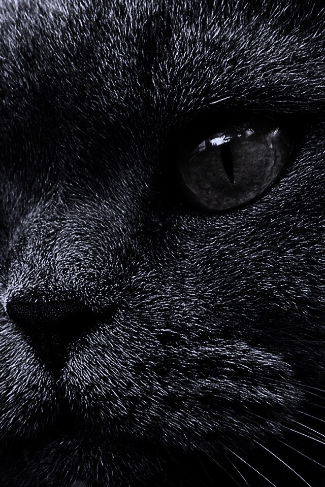 Кот с оранжевыми глазами обои