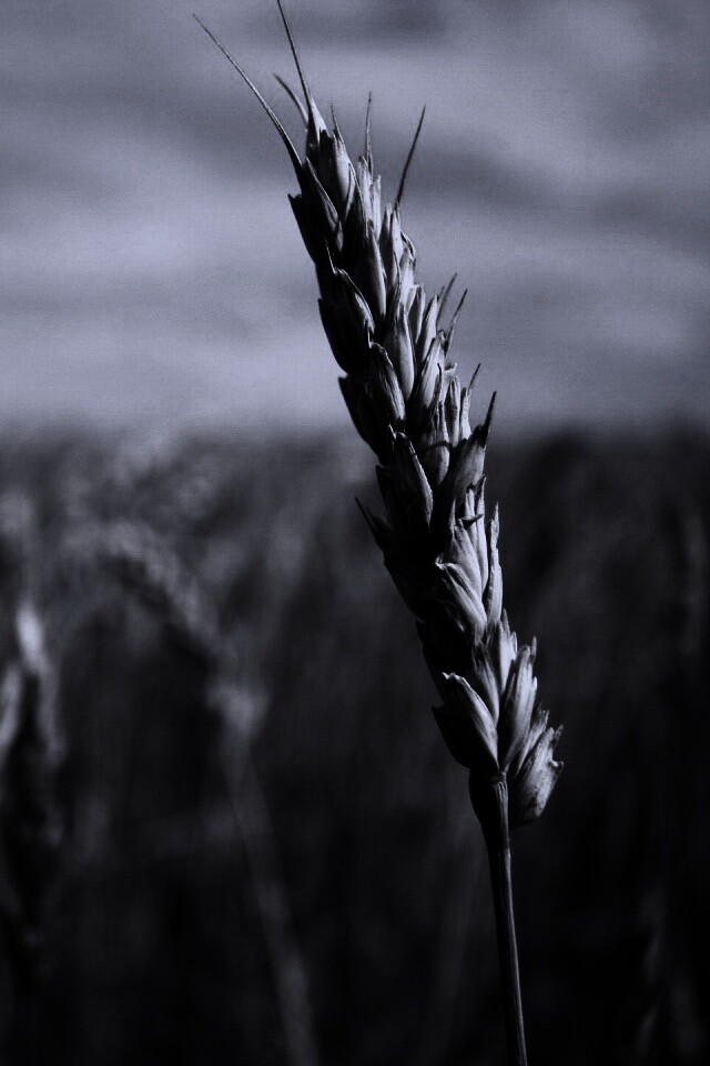 Колосок обои