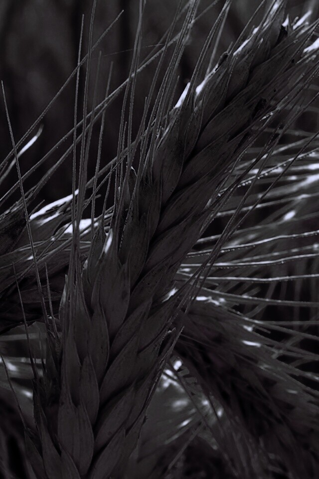 Зреющий колос обои