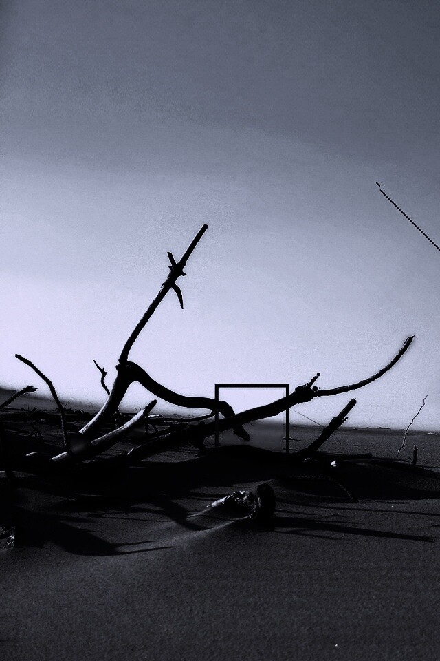 Сухостой в песках обои