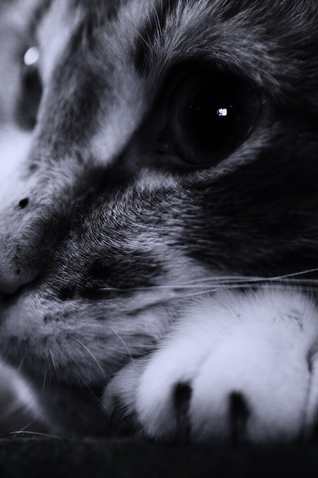 Мордочка на лапаках обои