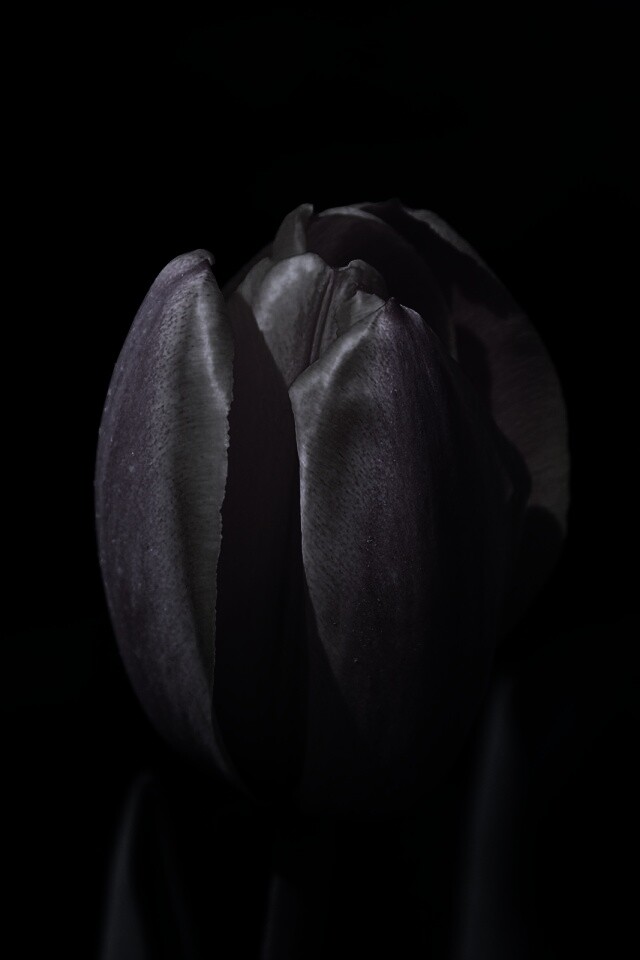 Распускающийся тюльпан обои