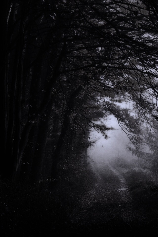 Дорожка заваленная листьями обои