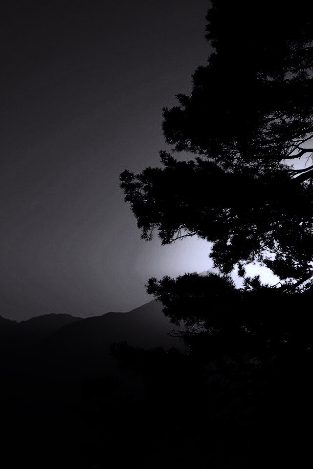 Силуэт дерева на закате обои