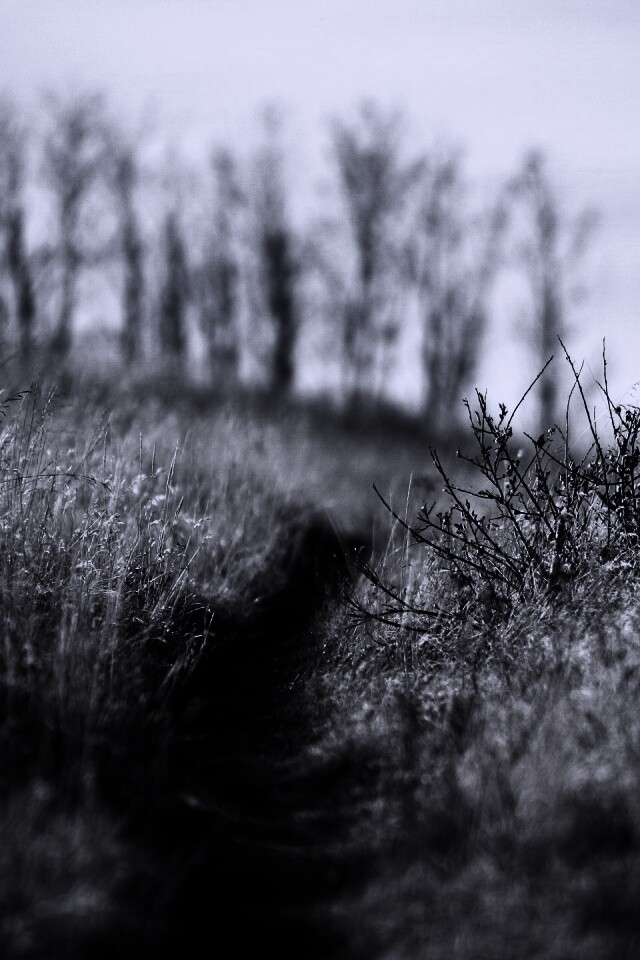 Тропинка в поле обои