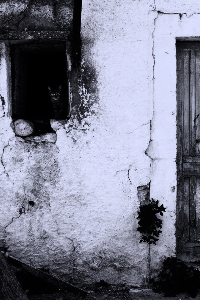 Кот выглядывает из разрушенного дома обои