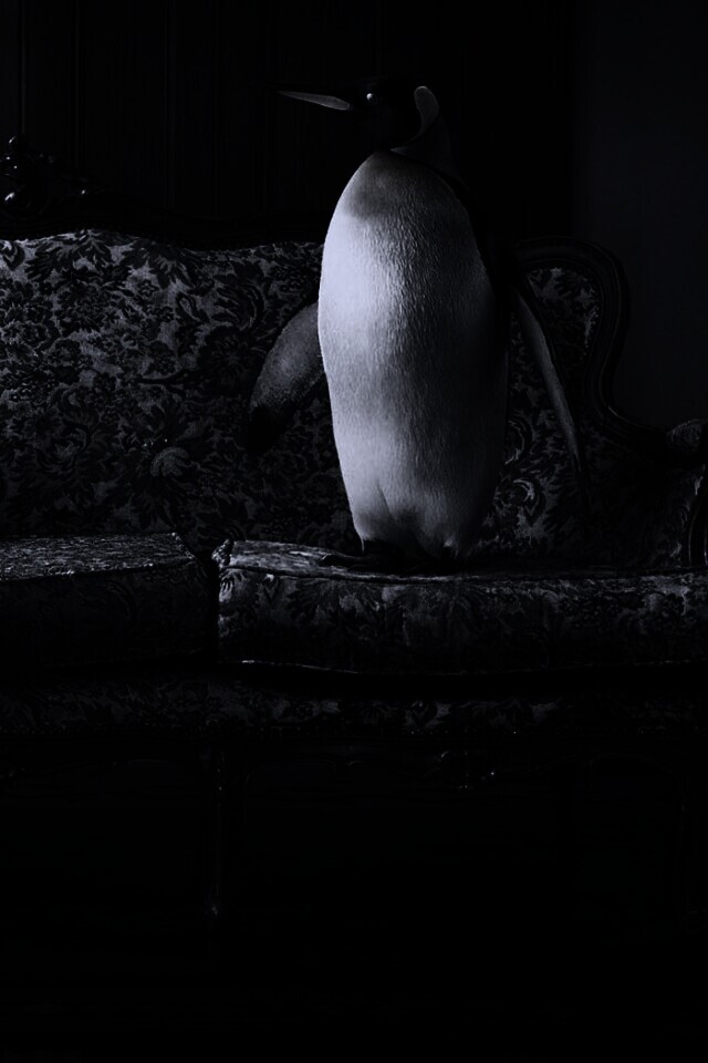 Соседи по дивану обои