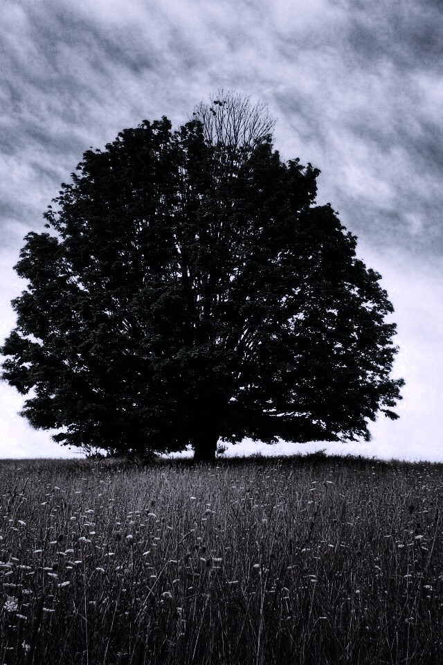 Зеленое дерево в желтом поле обои