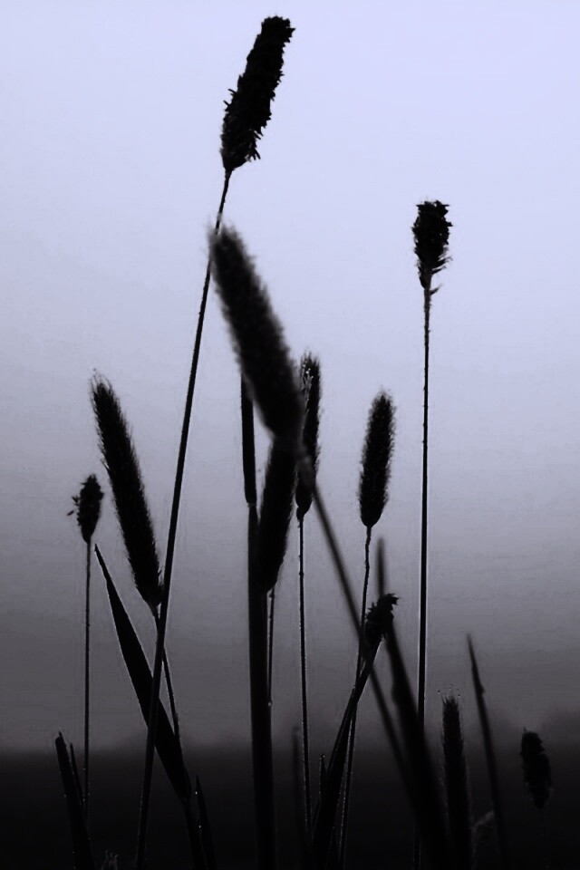 Травинки на закате обои