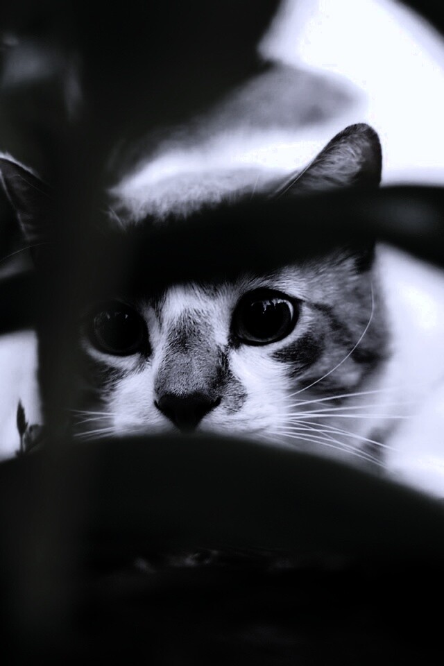 Кот в засаде обои