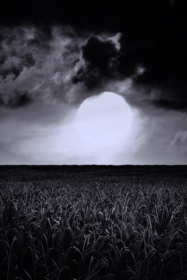 Закат над пшеничным полем обои