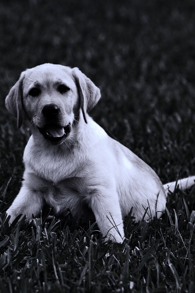 Щенок лабрадора в траве обои