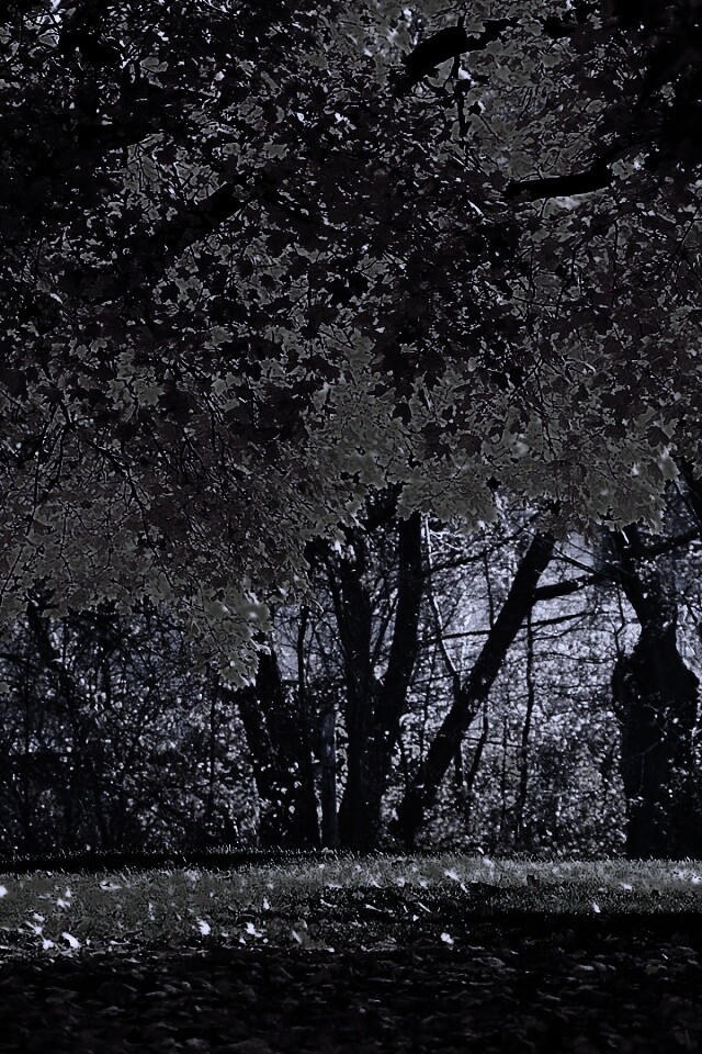 Размашистое осеннее дерево обои