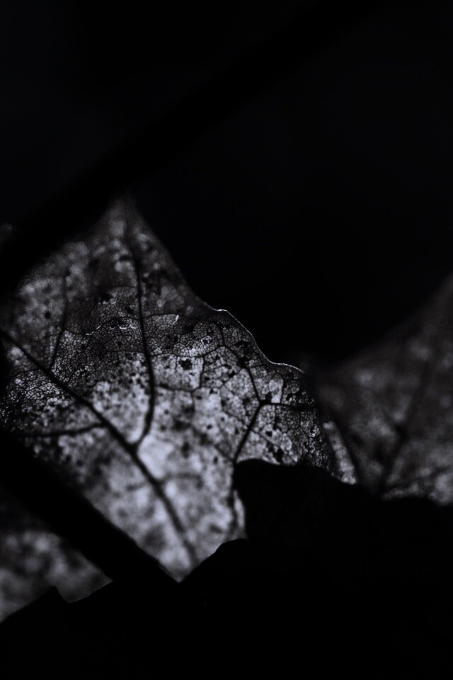 Осенний лист на забором обои