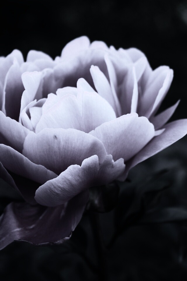 Розовый пион обои