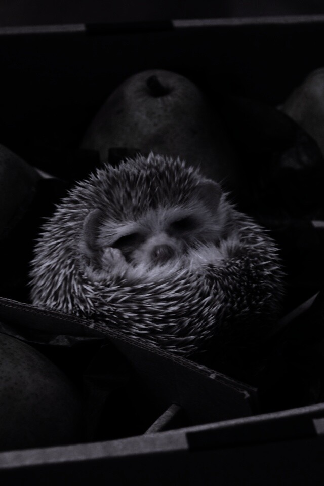 Ёжик в грушах обои