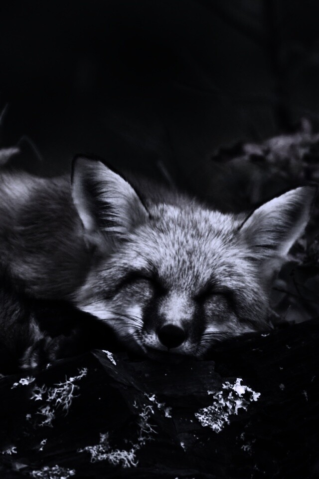 Спящая лиса обои