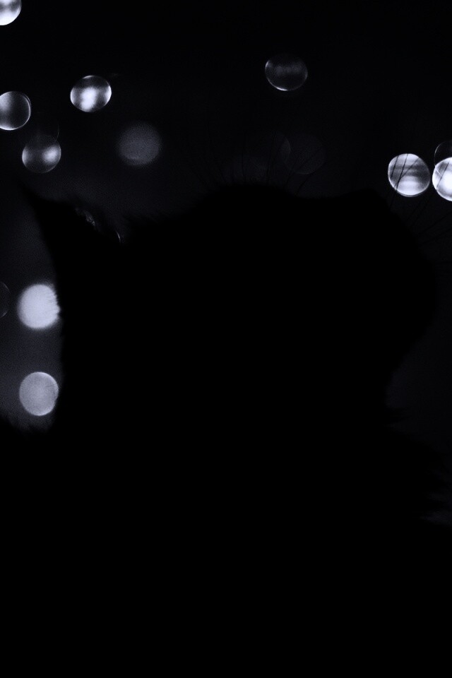 Силуэт черного кота обои