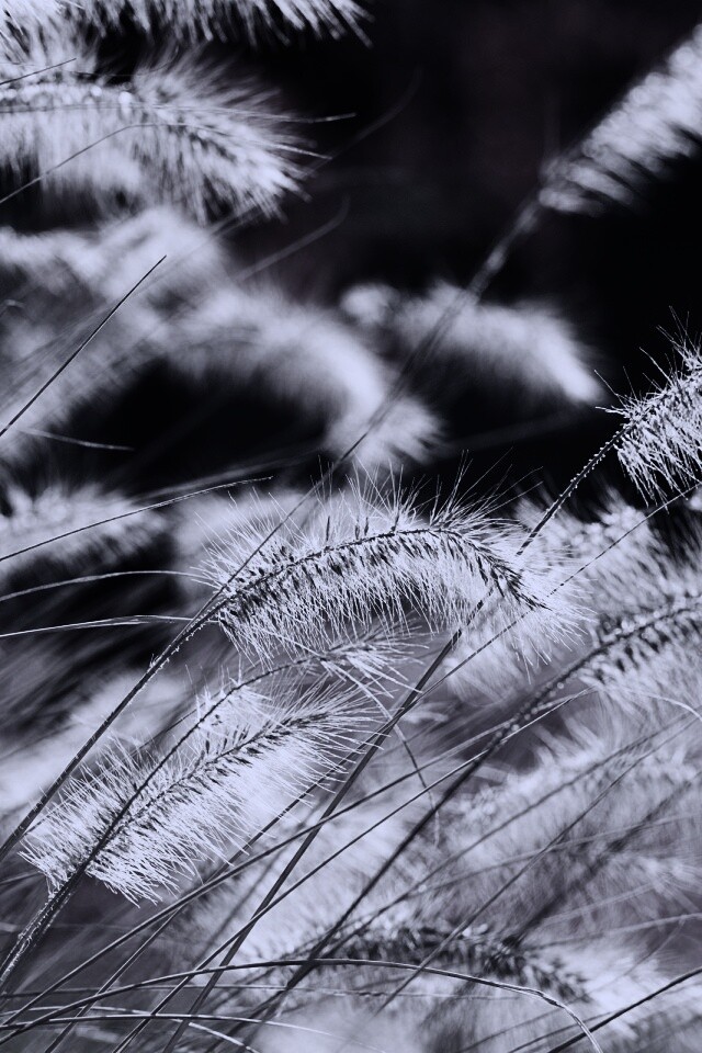 Травинки на ветру обои