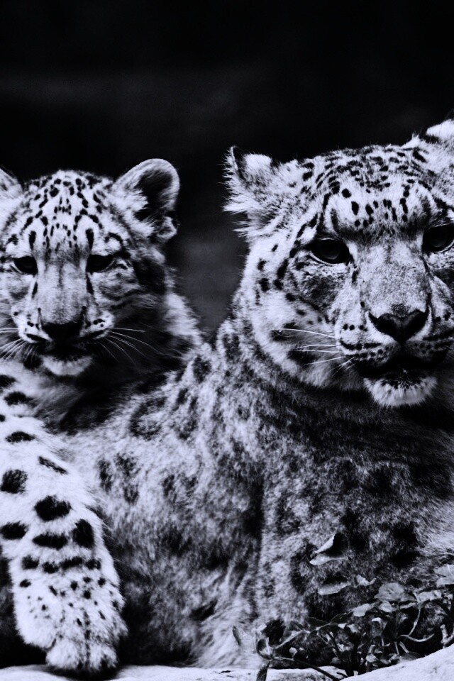 Самка снежного барса с котенком обои