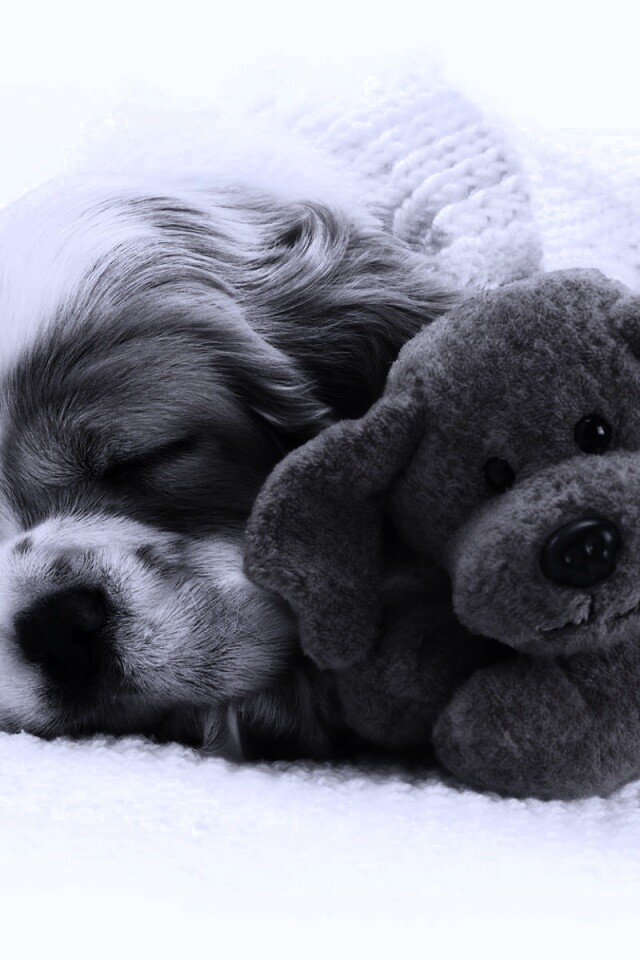 Собака спит с игрушкой обои