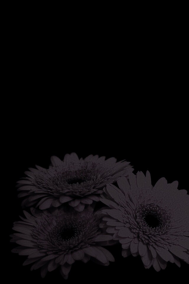 Красные герберы обои