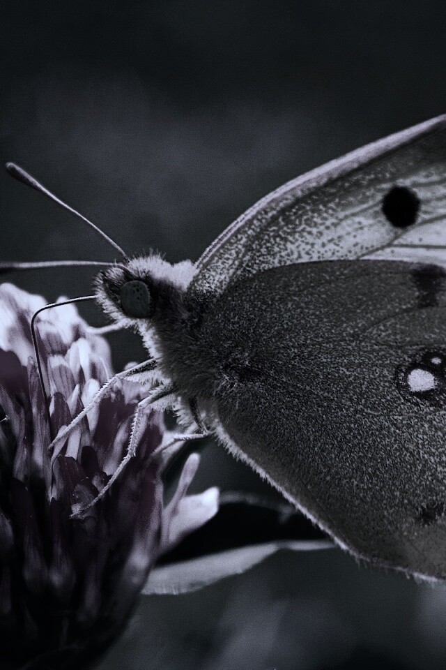 Бабочка на клевере обои