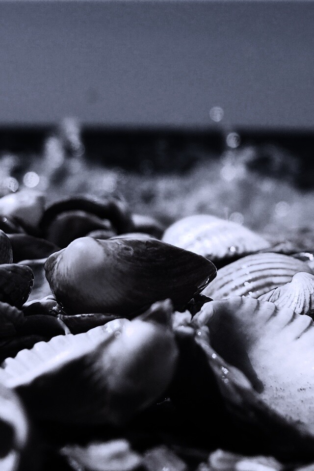 Морские ракушки обои