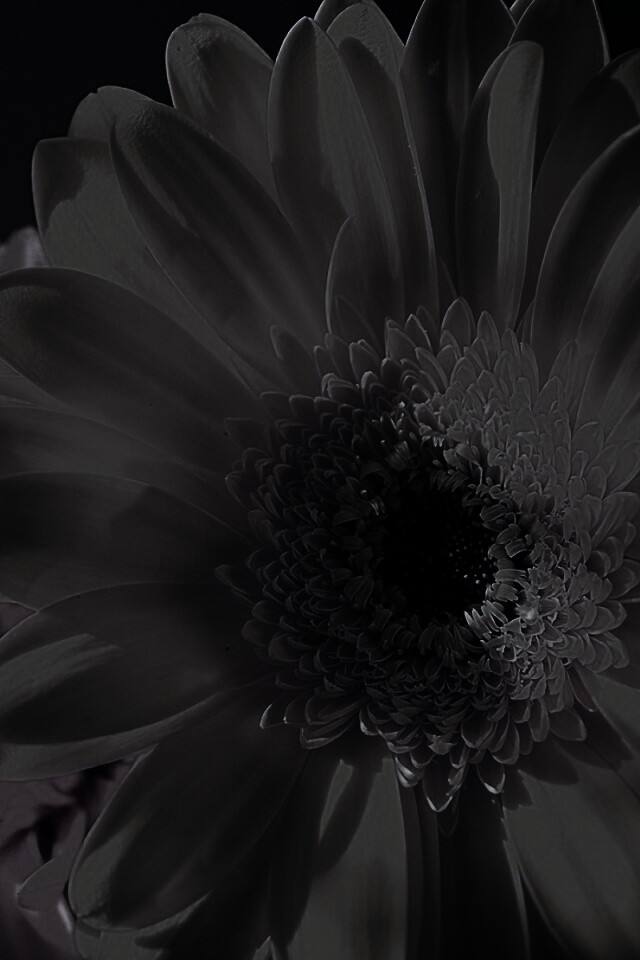 Желтый гербер обои