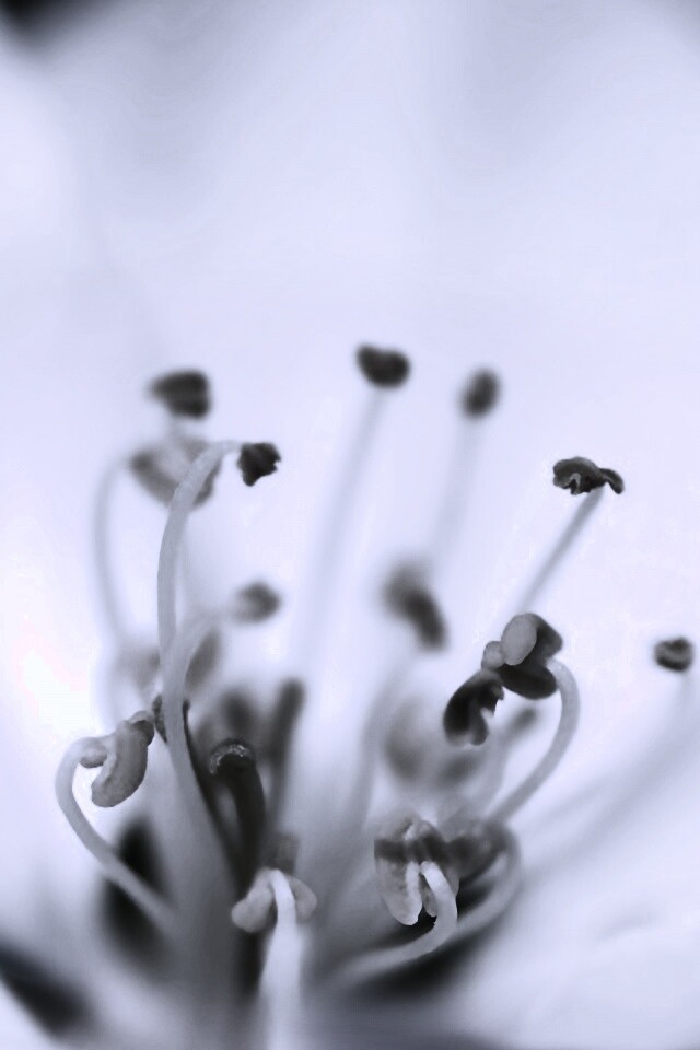 Желтые тычинки обои