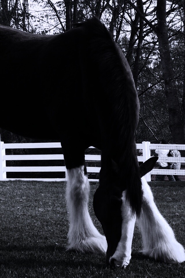 Лошадь с лохматыми ногами обои