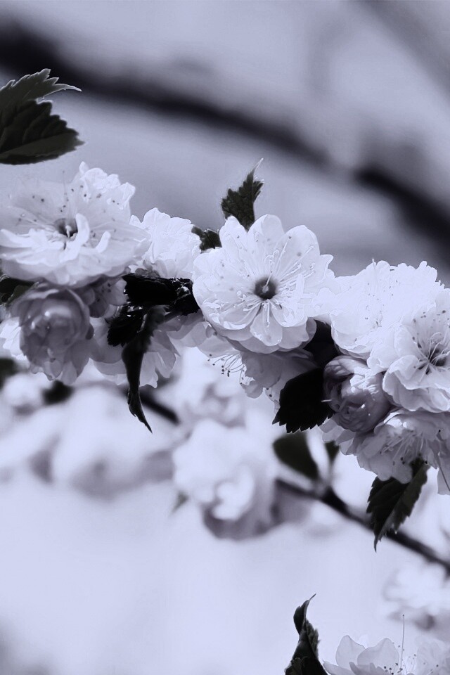 Ветка с цветами обои