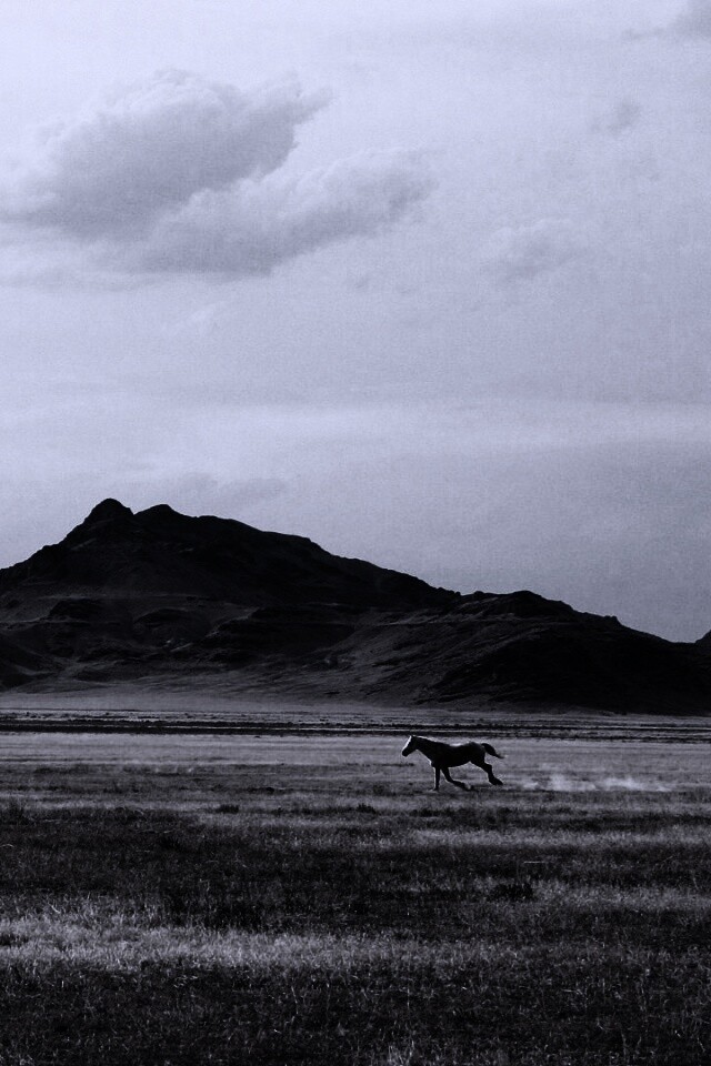 Мустанг в прериях обои