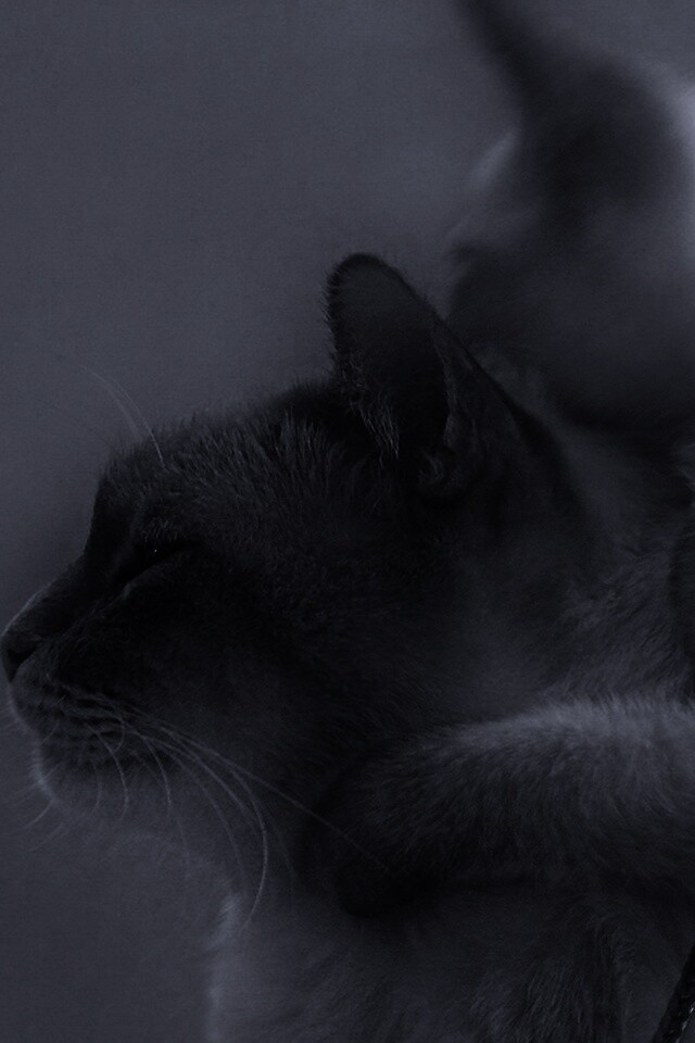 Котёнок обнимает маму обои