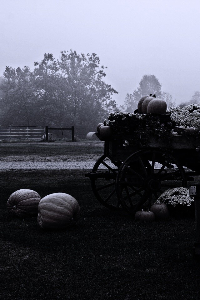 Урожай тыков обои