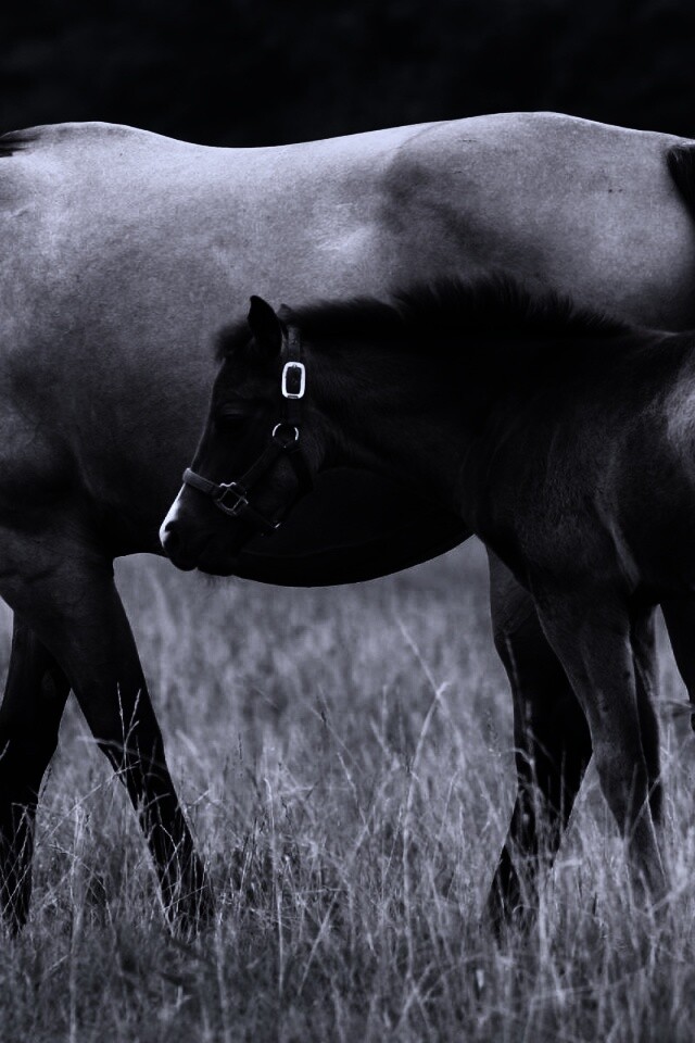 Жеребенок и беременная кобыла обои