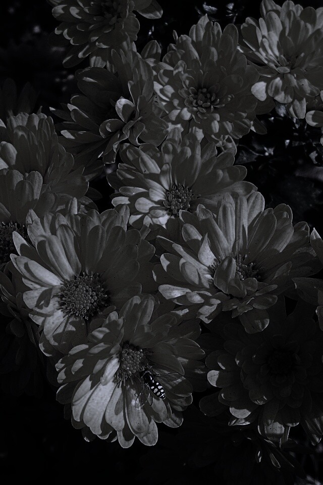 Оса на желтых герберах обои