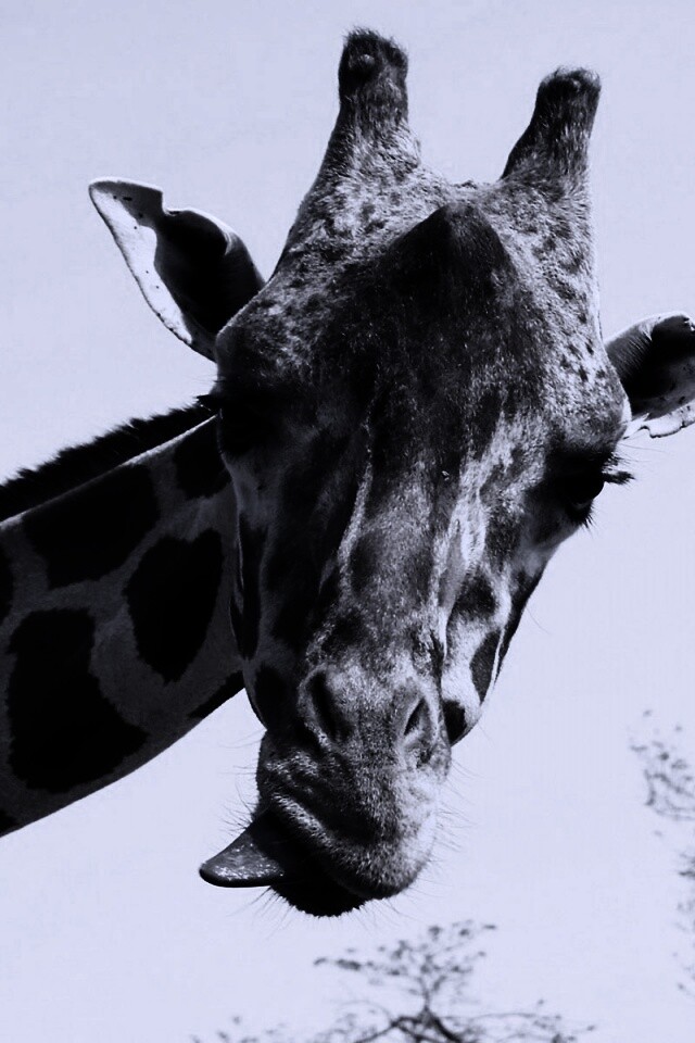 Жираф показывает язык обои