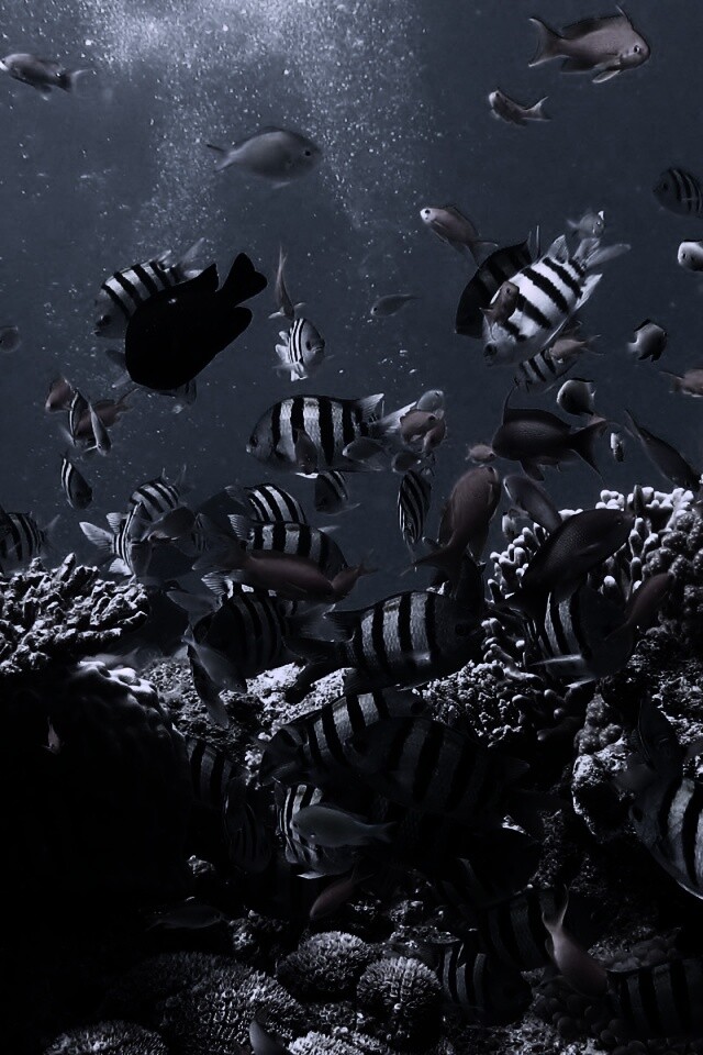 Жизнь в корраловом рифе обои