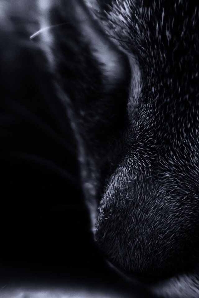 Мордочка кота обои