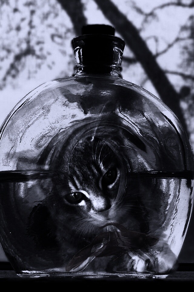 Кот наблюдает за рыбкой в бутылке обои