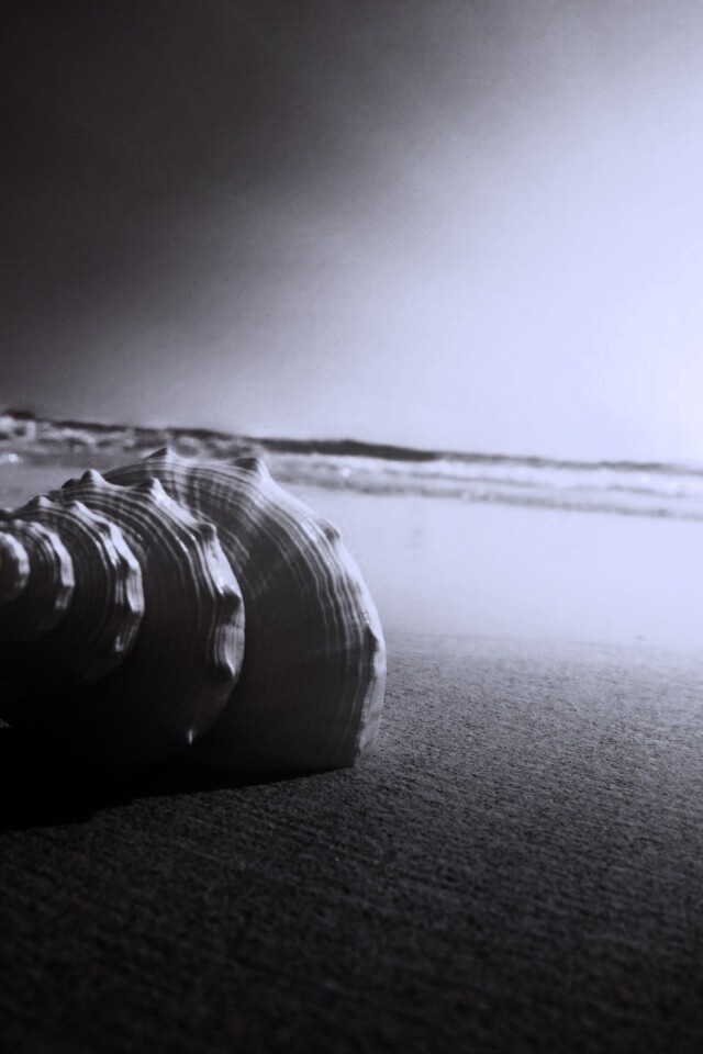 Золотистая ракушка обои