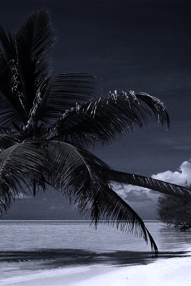 Пальма над водой обои