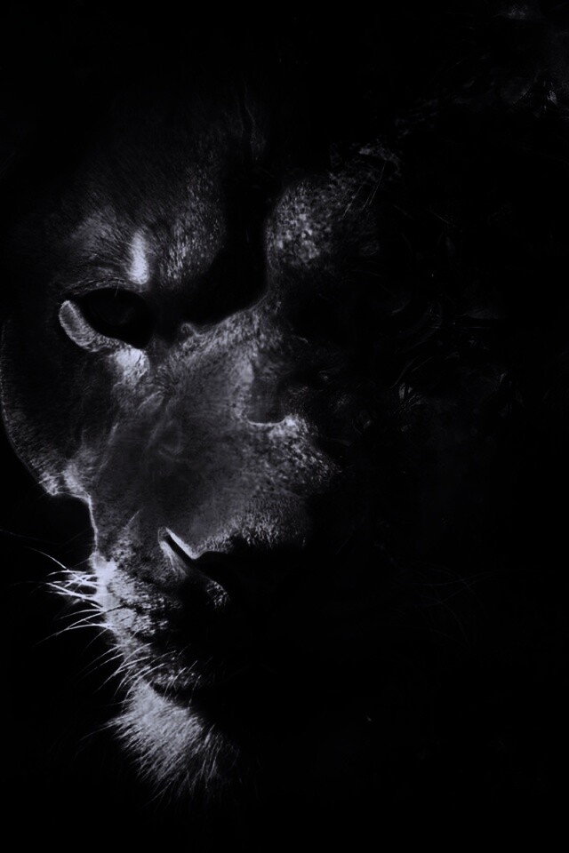 Фас льва обои