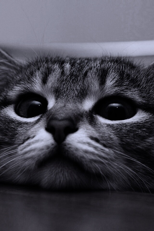 Любопытный котейка обои