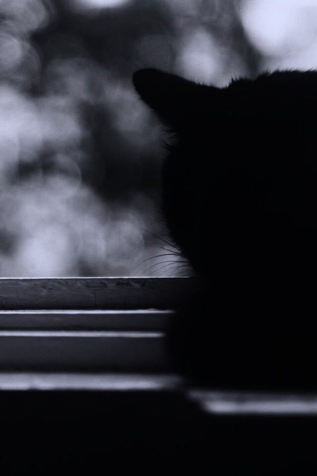 Дремлющий на окне черный кот обои