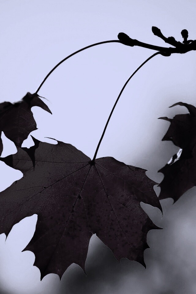 Покрасневшие листья клена обои