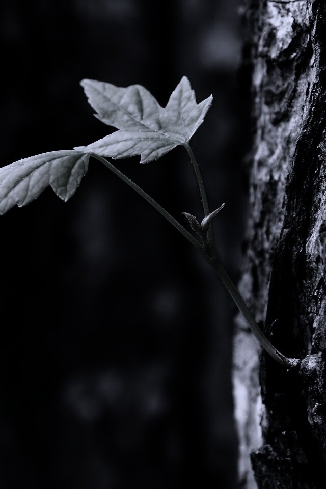 Молодой листик обои